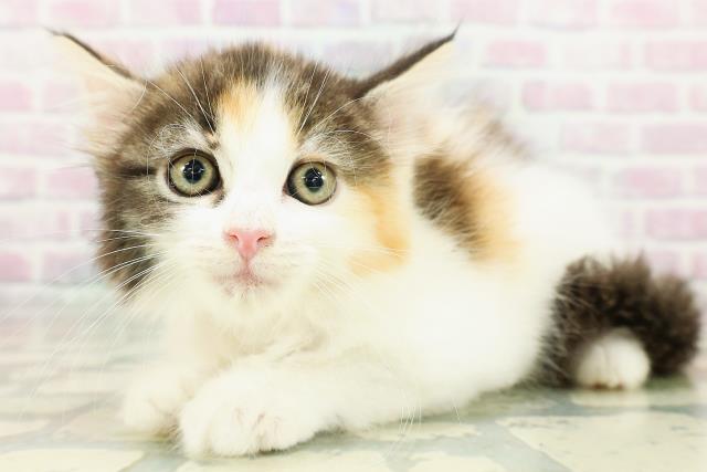 東京都のサイベリアン (Coo&RIKU武蔵小山店/2026年3月2日生まれ/女の子/キャリコ)の子猫の2枚目の画像