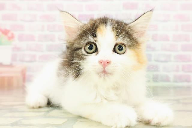 東京都のサイベリアン (Coo&RIKU武蔵小山店/2026年3月2日生まれ/女の子/キャリコ)の子猫の3枚目の画像