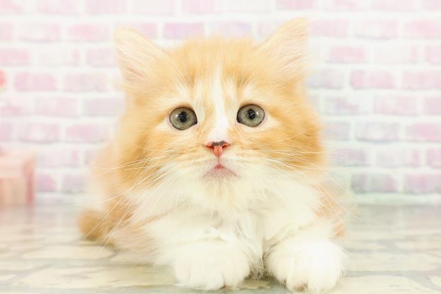 東京都のラガマフィン (Coo&RIKU池袋西口店/2026年3月6日生まれ/女の子/レッドタビーホワイト)の子猫の1枚目の画像