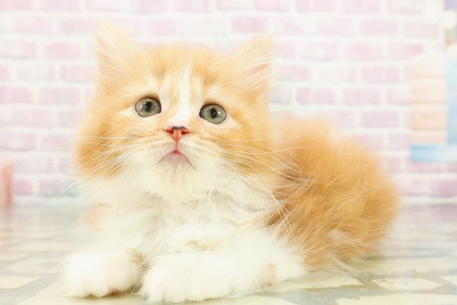 東京都のラガマフィン (Coo&RIKU池袋西口店/2026年3月6日生まれ/女の子/レッドタビーホワイト)の子猫の2枚目の画像