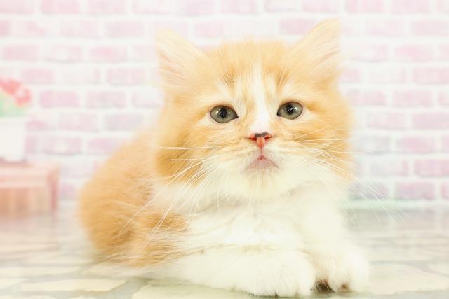 東京都のラガマフィン (Coo&RIKU池袋西口店/2026年3月6日生まれ/女の子/レッドタビーホワイト)の子猫の3枚目の画像