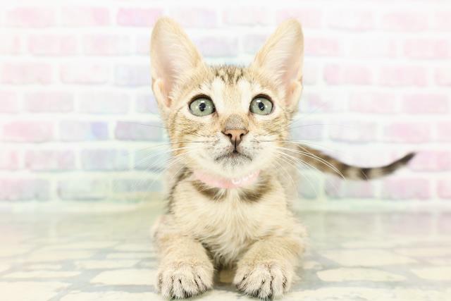 東京都のエジプシャンマウ (Coo&RIKU武蔵小山店/2026年3月4日生まれ/女の子/ブロンズ)の子猫の1枚目の画像