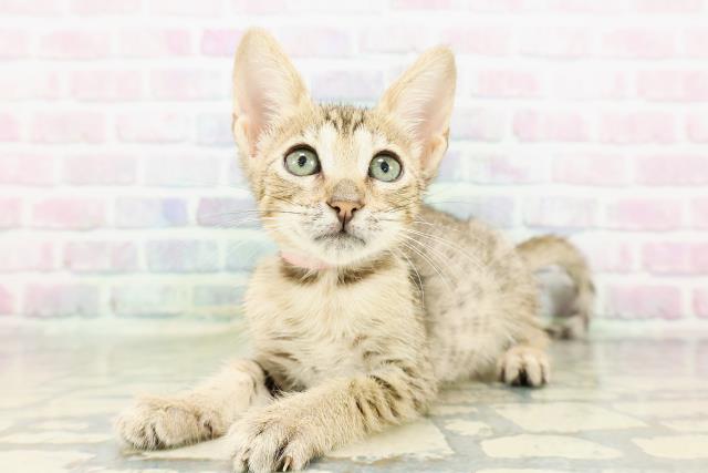 東京都のエジプシャンマウ (Coo&RIKU武蔵小山店/2026年3月4日生まれ/女の子/ブロンズ)の子猫の2枚目の画像
