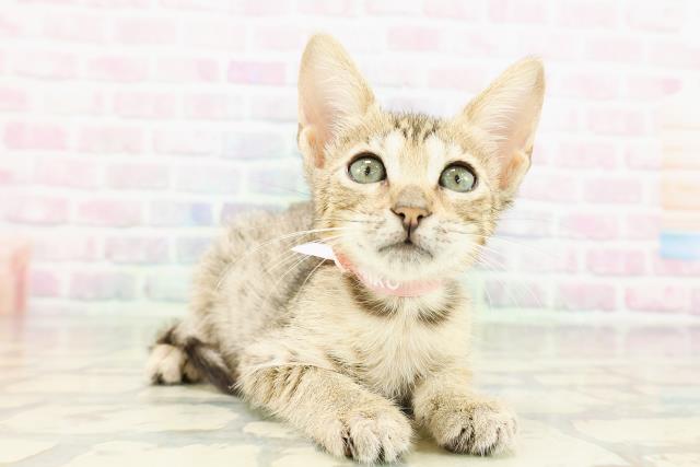 東京都のエジプシャンマウ (Coo&RIKU武蔵小山店/2026年3月4日生まれ/女の子/ブロンズ)の子猫の3枚目の画像