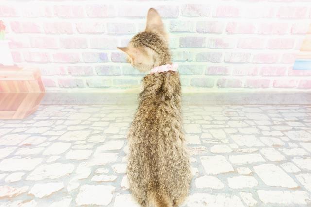 東京都のエジプシャンマウ (Coo&RIKU武蔵小山店/2026年3月4日生まれ/女の子/ブロンズ)の子猫の4枚目の画像