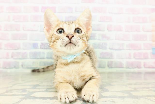 東京都のエジプシャンマウ (Coo&RIKU新宿三丁目店/2026年3月4日生まれ/男の子/ブロンズ)の子猫の1枚目の画像