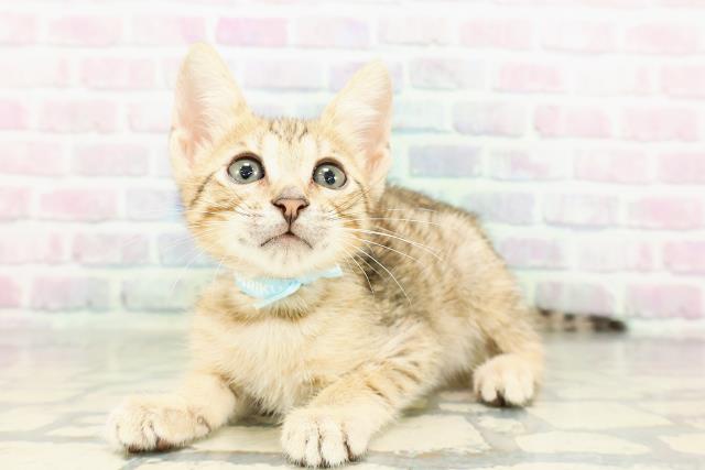 東京都のエジプシャンマウ (Coo&RIKU新宿三丁目店/2026年3月4日生まれ/男の子/ブロンズ)の子猫の2枚目の画像