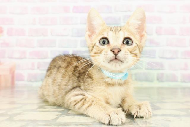東京都のエジプシャンマウ (Coo&RIKU新宿三丁目店/2026年3月4日生まれ/男の子/ブロンズ)の子猫の3枚目の画像
