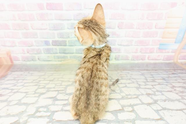 東京都のエジプシャンマウ (Coo&RIKU新宿三丁目店/2026年3月4日生まれ/男の子/ブロンズ)の子猫の4枚目の画像
