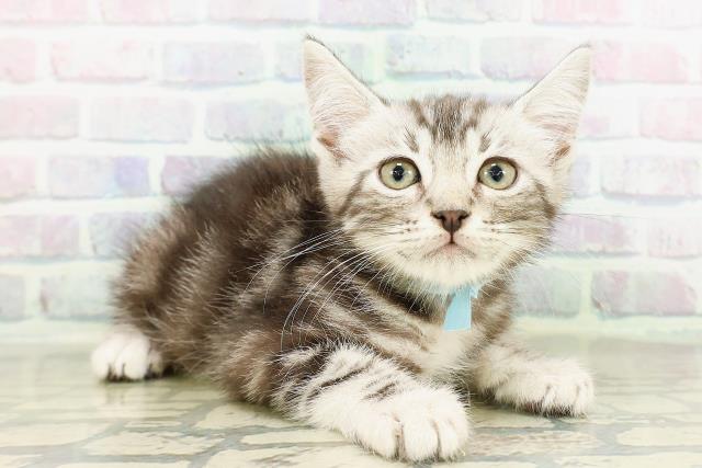 東京都のアメリカンカール (Coo&RIKU浅草店/2026年2月28日生まれ/男の子/シルバークラシックタビー)の子猫の3枚目の画像