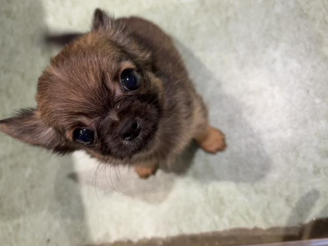 神奈川県のチワワ(ロング) (Coo&RIKU長津田店/2026年3月8日生まれ/男の子/フォーン)の子犬の4枚目の画像
