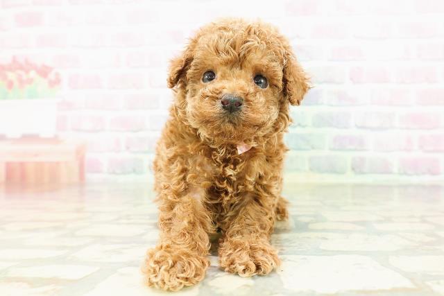 東京都のトイプードル(トイ) (Coo&RIKU三軒茶屋店/2026年3月8日生まれ/女の子/レッド)の子犬