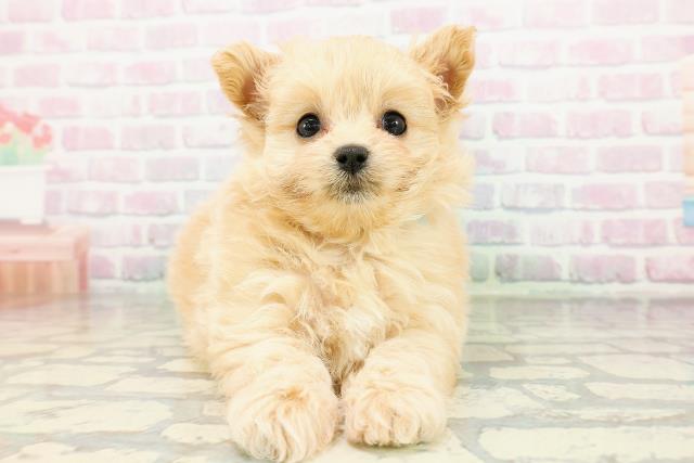 秋田県のポメプー(ポメラニアン×プードル) (Coo&RIKU秋田店/2026年3月5日生まれ/男の子/アプリコット)の子犬の1枚目の画像