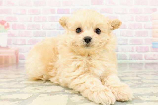 秋田県のポメプー(ポメラニアン×プードル) (Coo&RIKU秋田店/2026年3月5日生まれ/男の子/アプリコット)の子犬の3枚目の画像