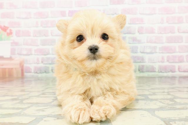 北海道のポメプー(ポメラニアン×プードル) (Coo&RIKU帯広店/2026年3月5日生まれ/男の子/アプリコット)の子犬の1枚目の画像