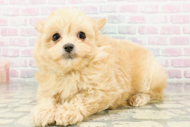 北海道のポメプー(ポメラニアン×プードル) (Coo&RIKU帯広店/2026年3月5日生まれ/男の子/アプリコット)の子犬の2枚目の画像
