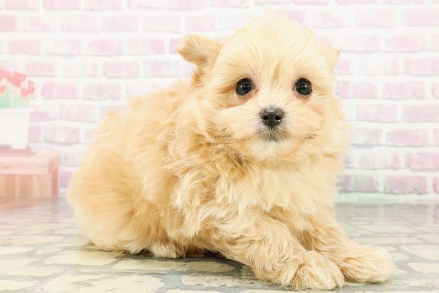 北海道のポメプー(ポメラニアン×プードル) (Coo&RIKU帯広店/2026年3月5日生まれ/男の子/アプリコット)の子犬の3枚目の画像