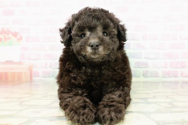 青森県のトイプードル(トイ) (Coo&RIKU八戸店/2026年3月8日生まれ/男の子/シルバー)の子犬