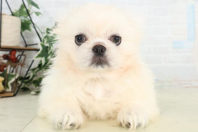 愛媛県のペキニーズ (Coo&RIKU愛媛松山店/2026年3月5日生まれ/男の子/クリーム)の子犬