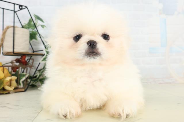 徳島県のペキニーズ (Coo&RIKU徳島店/2026年3月5日生まれ/男の子/クリーム)の子犬