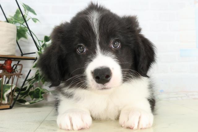 愛媛県のボーダーコリー (Coo&RIKU大洲店/2026年3月8日生まれ/男の子/ブラックホワイト)の子犬