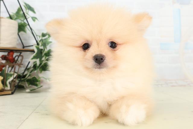 長野県のポメラニアン (Coo&RIKU松本店/2026年3月6日生まれ/男の子/クリーム)の子犬の1枚目の画像