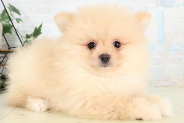 長野県のポメラニアン (Coo&RIKU松本店/2026年3月6日生まれ/男の子/クリーム)の子犬の2枚目の画像
