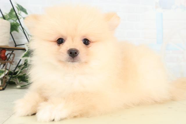 長野県のポメラニアン (Coo&RIKU松本店/2026年3月6日生まれ/男の子/クリーム)の子犬の3枚目の画像