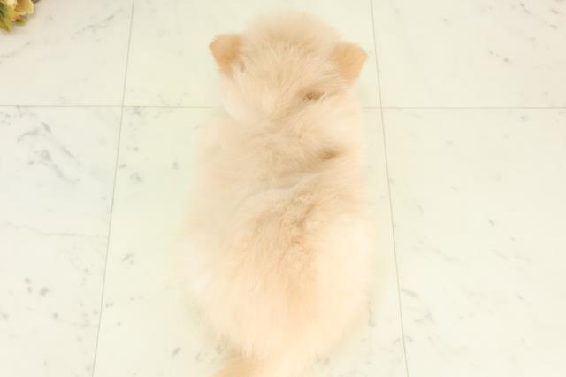 長野県のポメラニアン (Coo&RIKU松本店/2026年3月6日生まれ/男の子/クリーム)の子犬の4枚目の画像