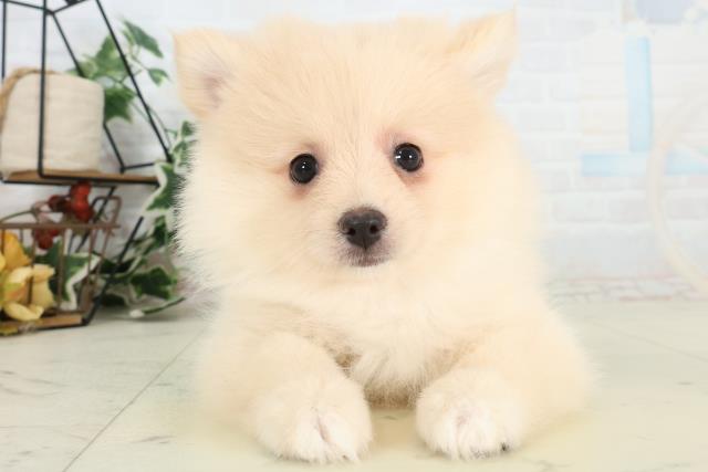 福井県のポメラニアン (Coo&RIKU福井店/2026年3月6日生まれ/女の子/クリーム)の子犬