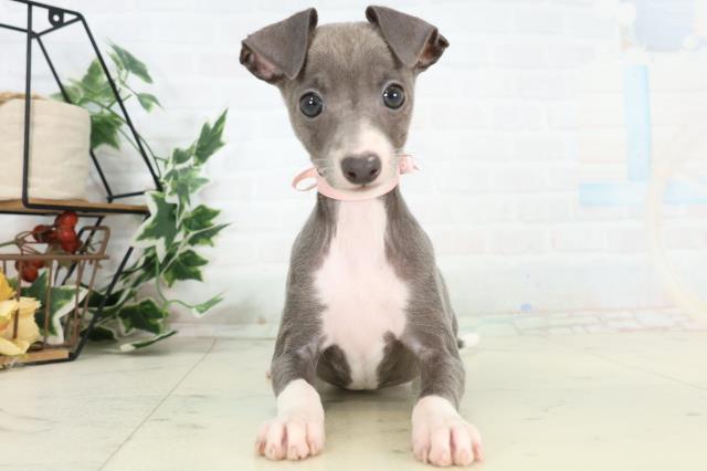 福岡県のイタリアングレーハウンド (Coo&RIKU小倉店/2026年3月7日生まれ/女の子/ブルーホワイト)の子犬