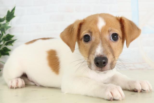 新潟県のジャックラッセルテリア (Coo&RIKU長岡店/2026年3月4日生まれ/男の子/タンホワイト)の子犬の2枚目の画像