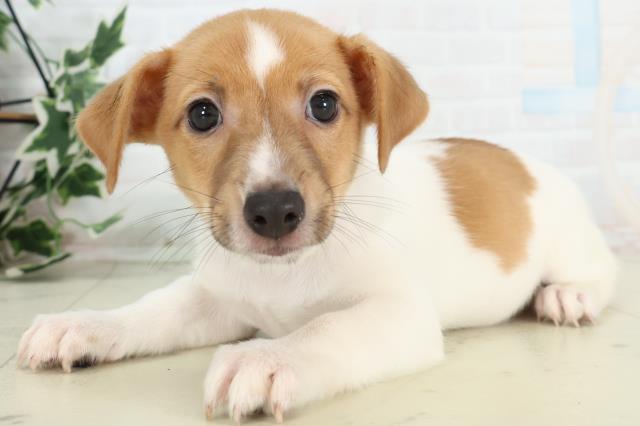 新潟県のジャックラッセルテリア (Coo&RIKU長岡店/2026年3月4日生まれ/男の子/タンホワイト)の子犬の3枚目の画像