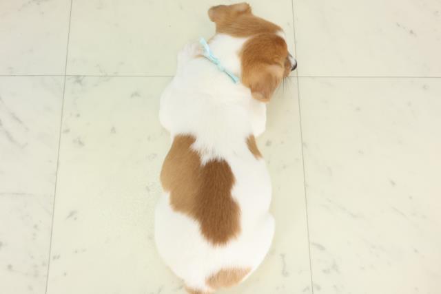 新潟県のジャックラッセルテリア (Coo&RIKU長岡店/2026年3月4日生まれ/男の子/タンホワイト)の子犬の4枚目の画像