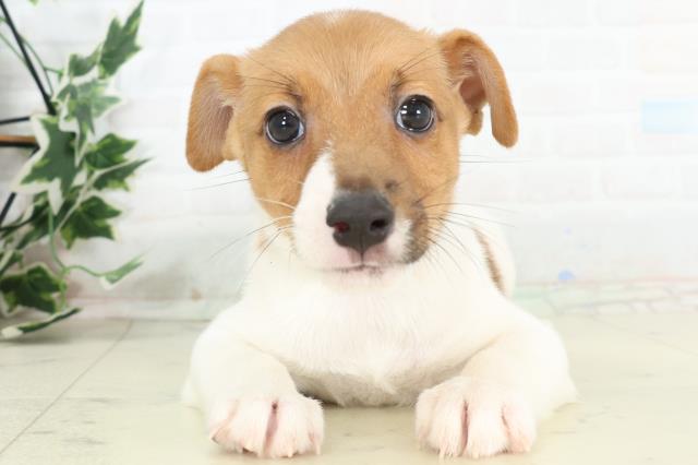 富山県のジャックラッセルテリア (Coo&RIKU富山店/2026年3月4日生まれ/男の子/タンホワイト)の子犬