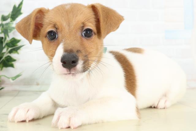 富山県のジャックラッセルテリア (Coo&RIKU富山店/2026年3月4日生まれ/男の子/タンホワイト)の子犬の3枚目の画像