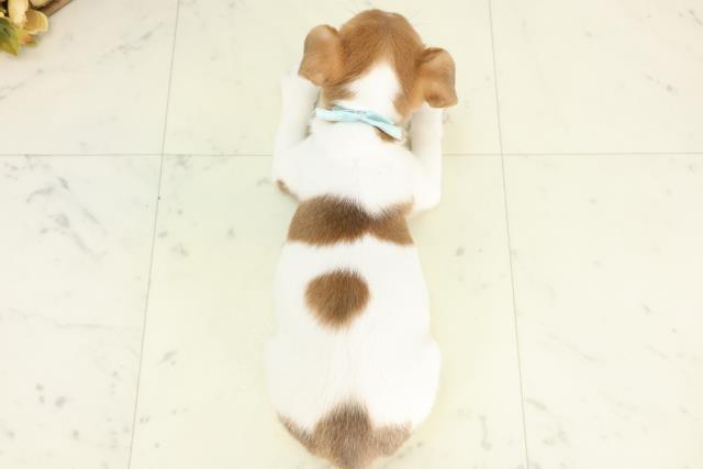 富山県のジャックラッセルテリア (Coo&RIKU富山店/2026年3月4日生まれ/男の子/タンホワイト)の子犬の4枚目の画像