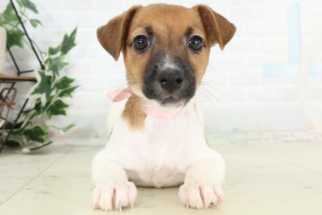 徳島県のジャックラッセルテリア (Coo&RIKU徳島店/2026年3月4日生まれ/女の子/タンホワイト)の子犬