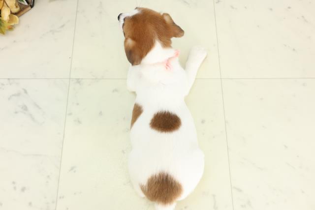 石川県のジャックラッセルテリア (Coo&RIKU金沢店/2026年3月4日生まれ/女の子/タンホワイト)の子犬の4枚目の画像