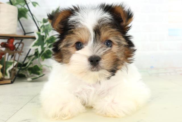 岡山県のビューワーテリア (Coo&RIKU岡山店/2026年3月4日生まれ/男の子/ブラックタンホワイト)の子犬