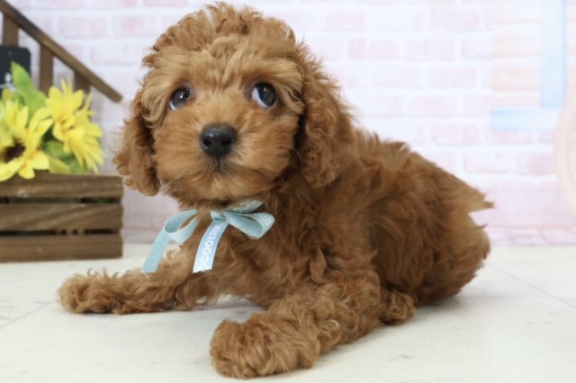 香川県のトイプードル(トイ) (Coo&RIKU高松上福岡店/2026年3月7日生まれ/男の子/レッド)の子犬の3枚目の画像