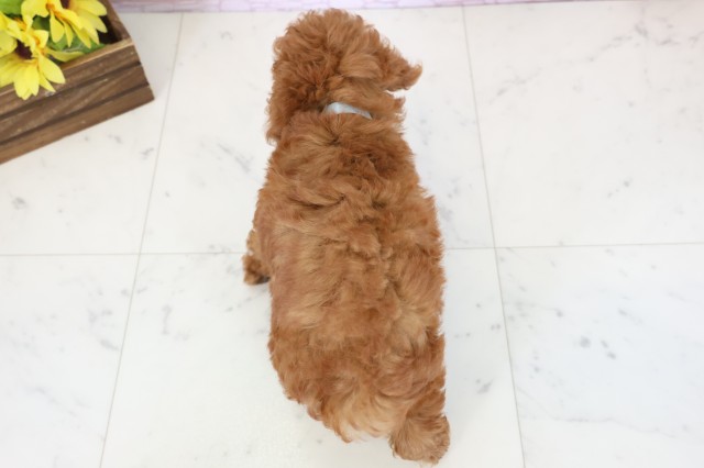 香川県のトイプードル(トイ) (Coo&RIKU高松上福岡店/2026年3月7日生まれ/男の子/レッド)の子犬の4枚目の画像