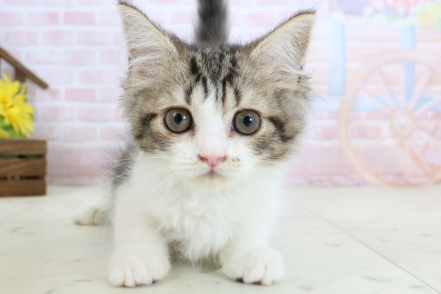 愛媛県のラガマフィン (Coo&RIKU大洲店/2026年2月10日生まれ/男の子/ブラウンタビーホワイト)の子猫