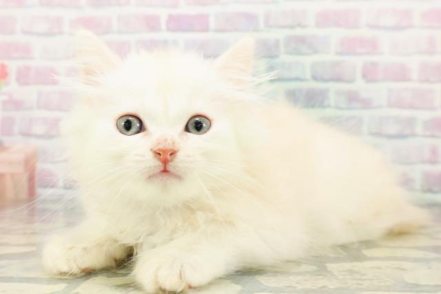 北海道のミヌエット (Coo&RIKU北見店/2026年3月6日生まれ/男の子/クリームタビー)の子猫の2枚目の画像
