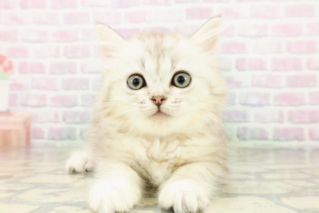 北海道のミヌエット (Coo&RIKU室蘭店/2026年3月6日生まれ/女の子/シルバーパッチドタビー)の子猫の1枚目の画像