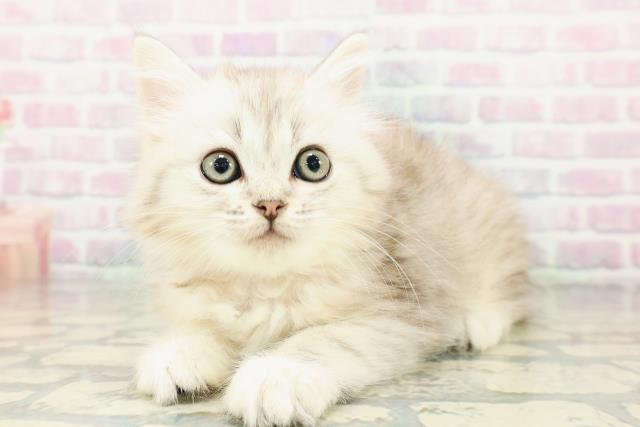 北海道のミヌエット (Coo&RIKU室蘭店/2026年3月6日生まれ/女の子/シルバーパッチドタビー)の子猫の2枚目の画像