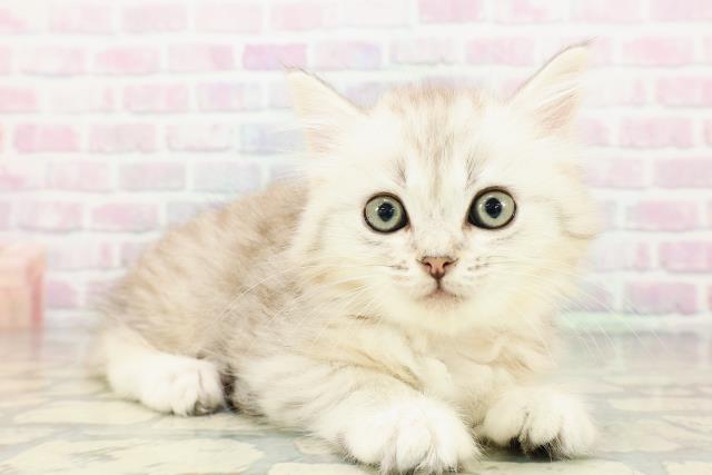 北海道のミヌエット (Coo&RIKU室蘭店/2026年3月6日生まれ/女の子/シルバーパッチドタビー)の子猫の3枚目の画像