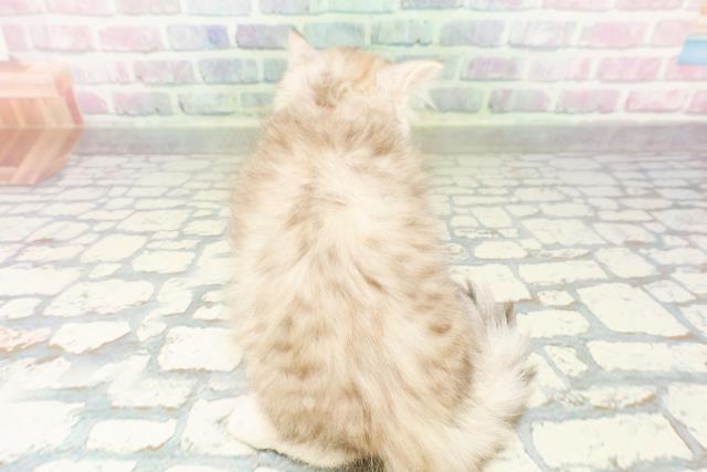 北海道のミヌエット (Coo&RIKU室蘭店/2026年3月6日生まれ/女の子/シルバーパッチドタビー)の子猫の4枚目の画像