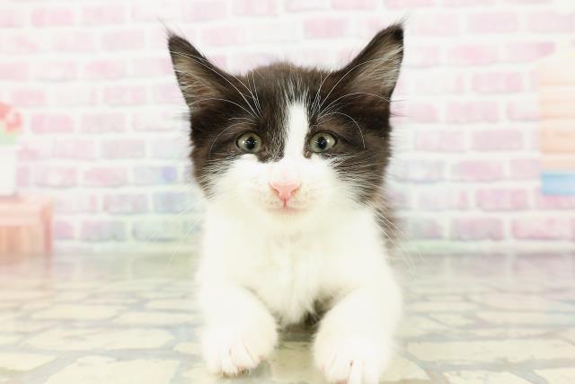 東京都のメインクーン (Coo&RIKU自由が丘店/2026年3月7日生まれ/男の子/ブラックホワイト)の子猫の1枚目の画像