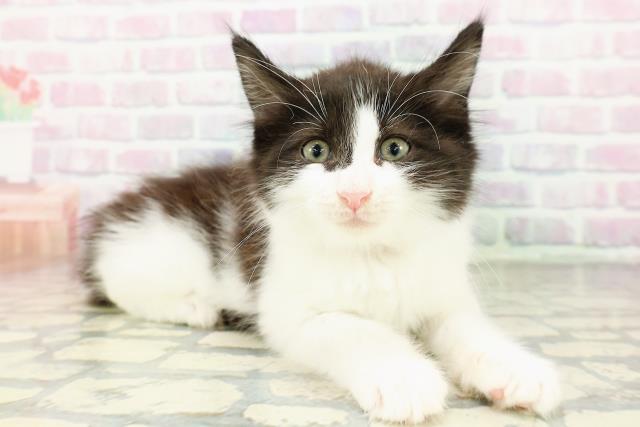 東京都のメインクーン (Coo&RIKU自由が丘店/2026年3月7日生まれ/男の子/ブラックホワイト)の子猫の3枚目の画像